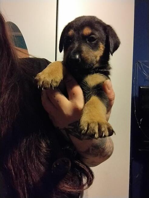 Oddam za darmo szczeniaczki