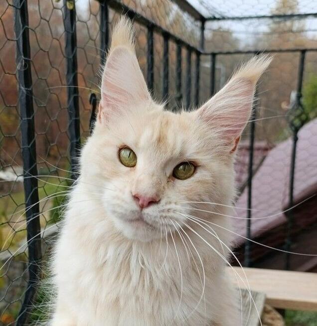 Dwuletnia towarzyska koteczka Maine Coon