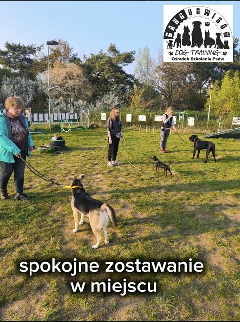 Szkolenie Psów Gdańsk Gang Urwisów