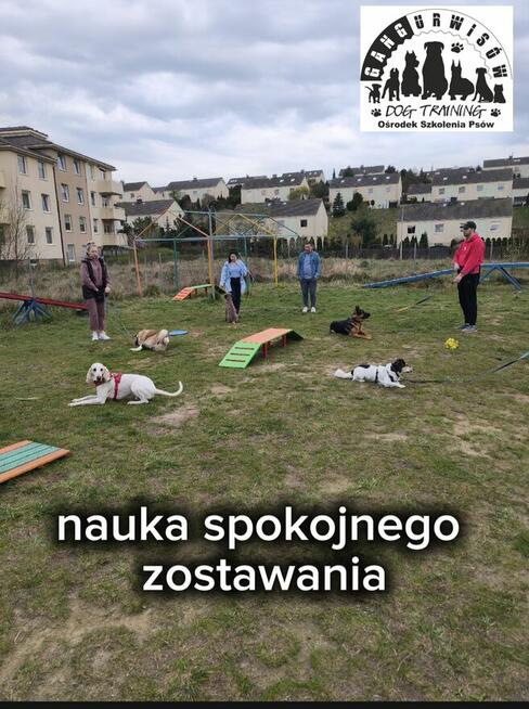 Szkolenie Psów Gdańsk Gang Urwisów