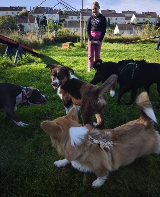 Przedszkole dla Szczeniąt Gdańsk Gang Urwisów