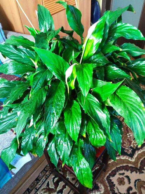 Skrzydłokwiat variegata Diamond-piękny oczyszczacz powietrza