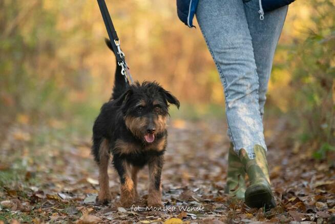 Barnej mały pies z wielkim sercem szuka swojego człowieka