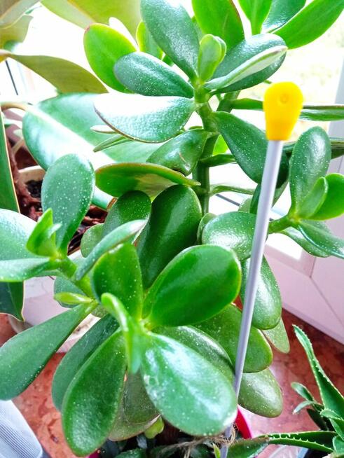 Skrzydłokwiat variegata Diamond-piękny oczyszczacz powietrza