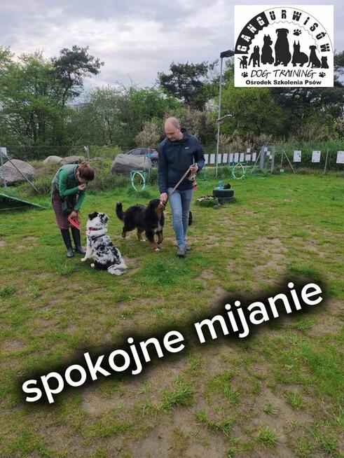 Szkolenie Psów Gdańsk Gang Urwisów