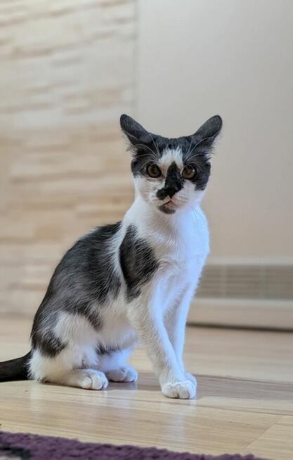 Kocur Januszek do adopcji