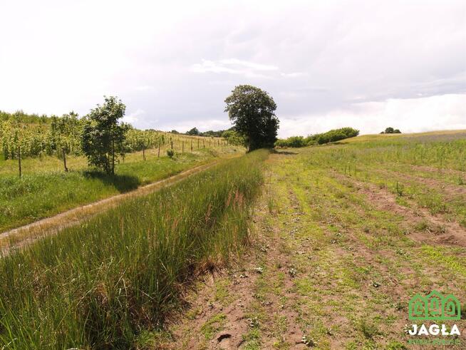 Działka budowlana Kcynia Józefkowo