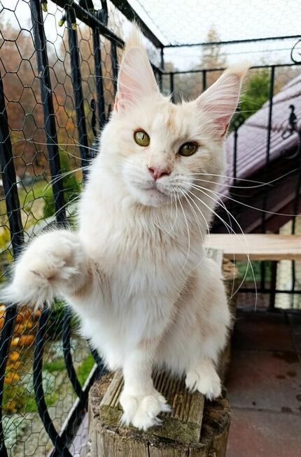 Dwuletnia towarzyska koteczka Maine Coon