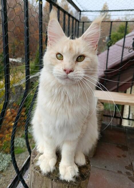 Dwuletnia towarzyska koteczka Maine Coon