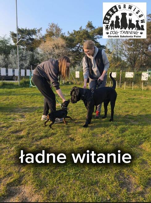 Szkolenie Psów Gdańsk Gang Urwisów