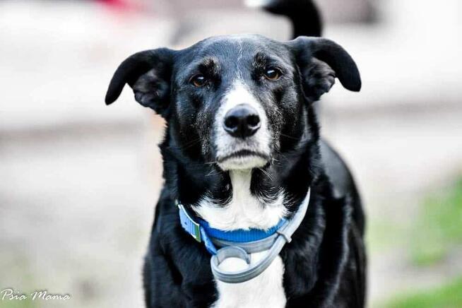 Suczka Lili do adopcji