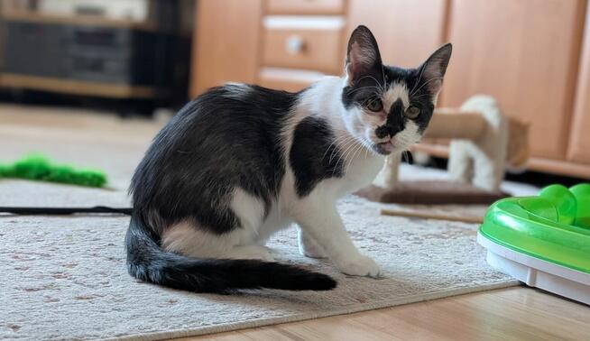 Kocur Januszek do adopcji