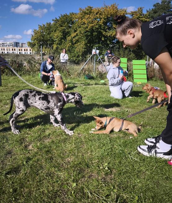Przedszkole dla Szczeniąt Gdańsk Gang Urwisów