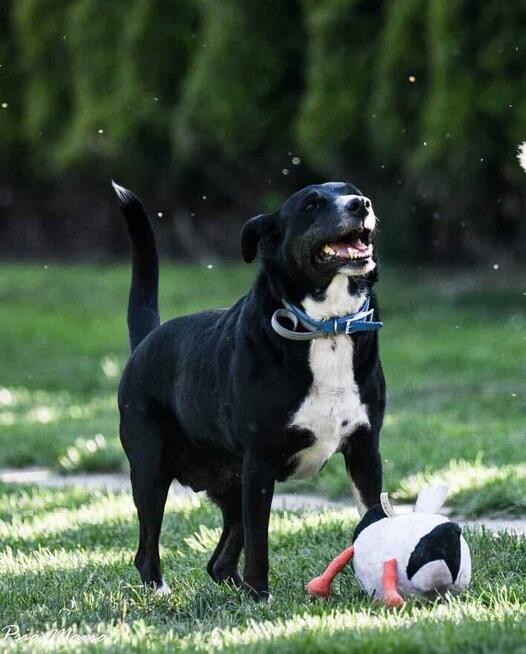 Suczka Lili do adopcji