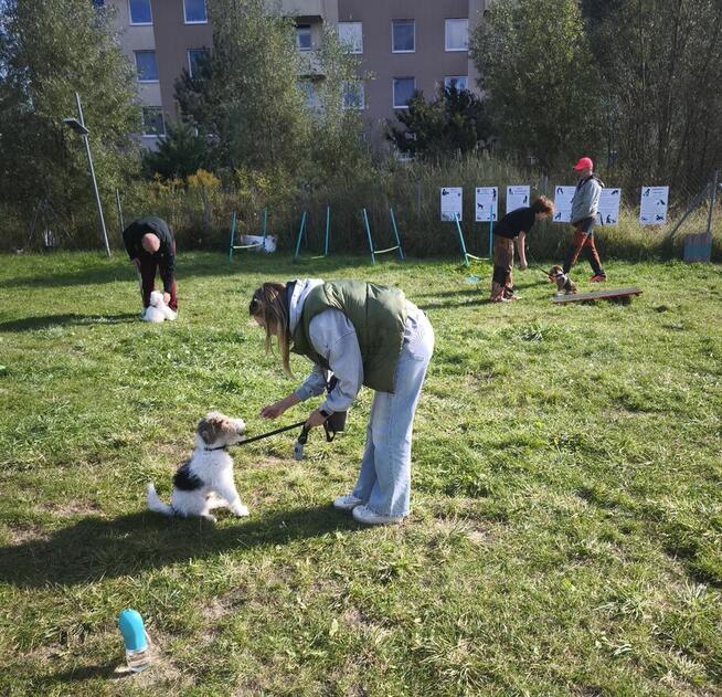 Przedszkole dla Szczeniąt Gdańsk Gang Urwisów