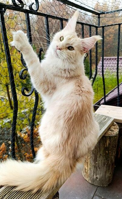 Dwuletnia towarzyska koteczka Maine Coon