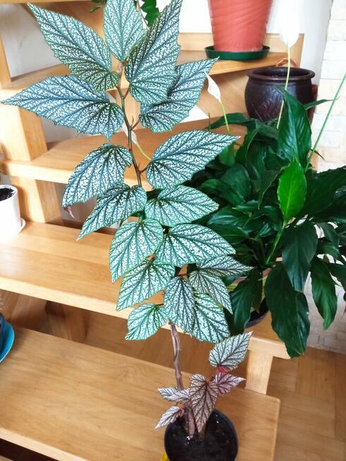 Skrzydłokwiat variegata Diamond-piękny oczyszczacz powietrza