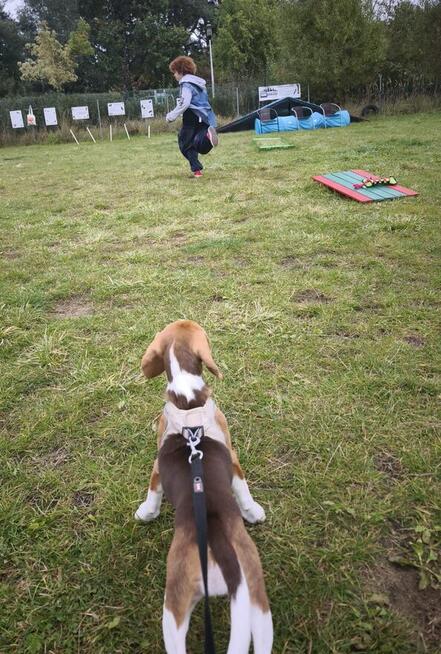 Przedszkole dla Szczeniąt Gdańsk Gang Urwisów