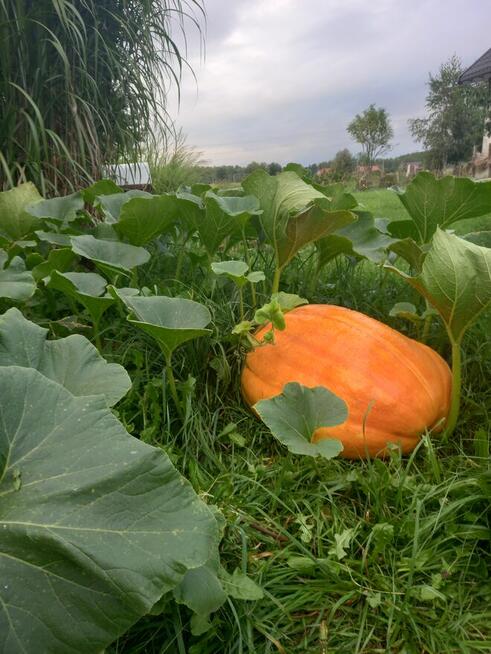 Sprzedam Dom z Piękną Działką