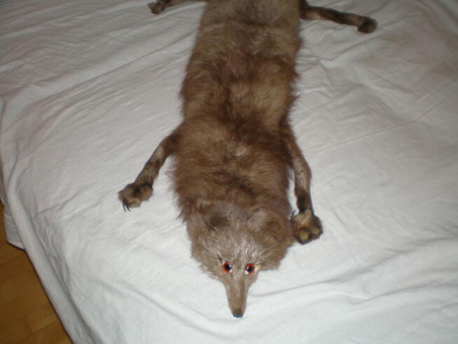 Sprzedam kołnierz z lisa, używany, stan bardzo dobry.