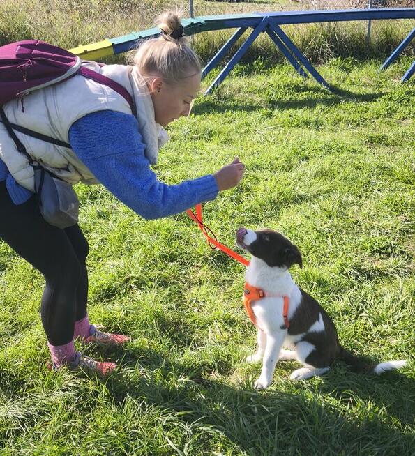 Przedszkole dla Szczeniąt Gdańsk Gang Urwisów