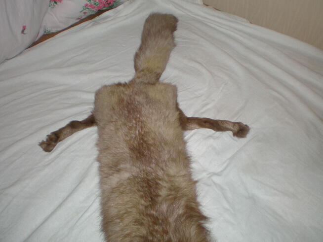 Sprzedam kołnierz z lisa, używany, stan bardzo dobry.