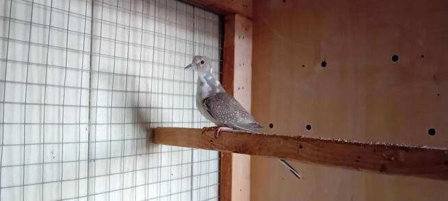 Gołąbek diamentowy szek - samczyk 2025