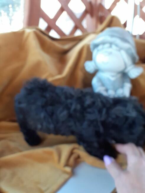 Malshi slodkie maluchy