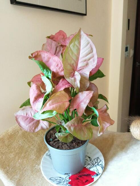 Skrzydłokwiat variegata Diamond-piękny oczyszczacz powietrza