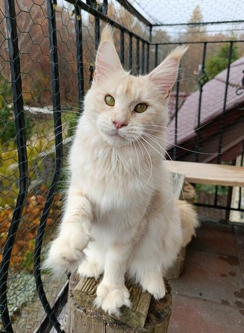 Dwuletnia towarzyska koteczka Maine Coon