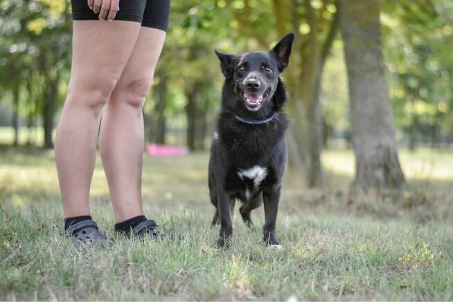 Łapek- niewielki czarny piesek do adopcji