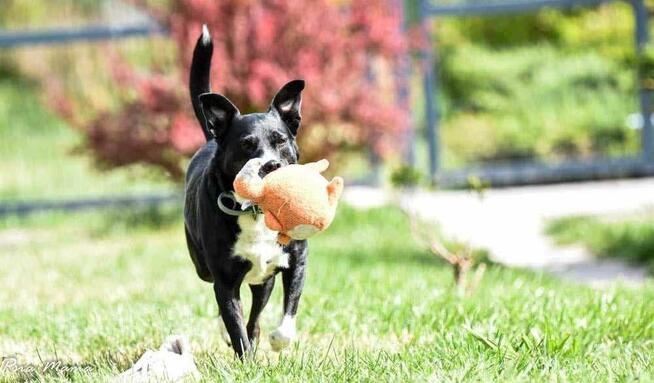 Suczka Lili do adopcji