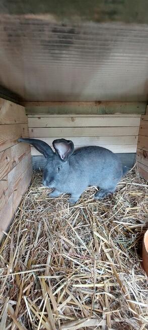 Sprzedam królika samca srokacz niebieskiego