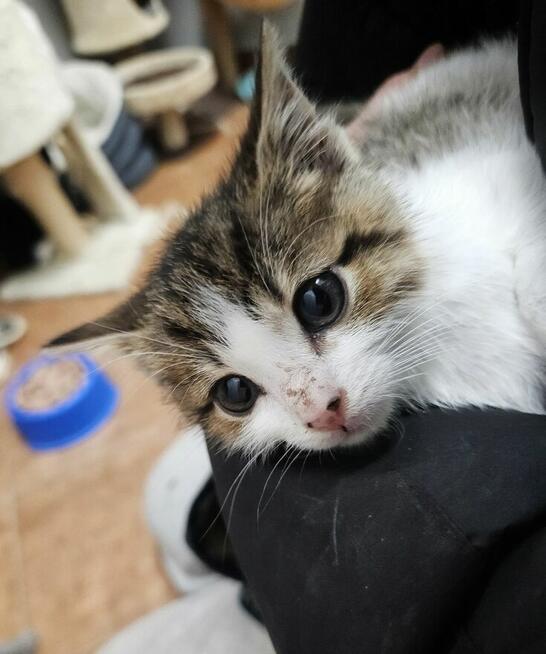 2-miesięczna Summer szuka domu!