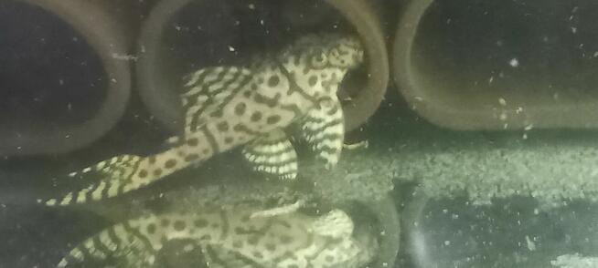 Glonojady L236 super white