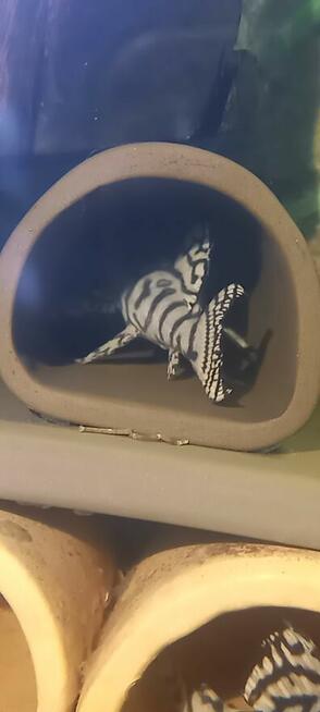 Glonojady L236 super white