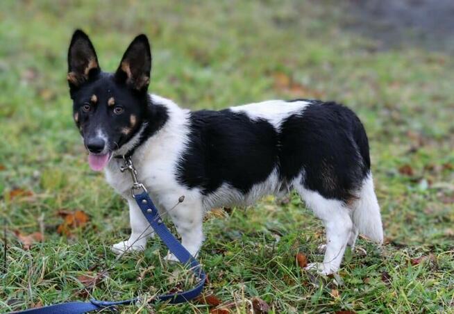 Niskopodwoziowy wielkouszny KODI