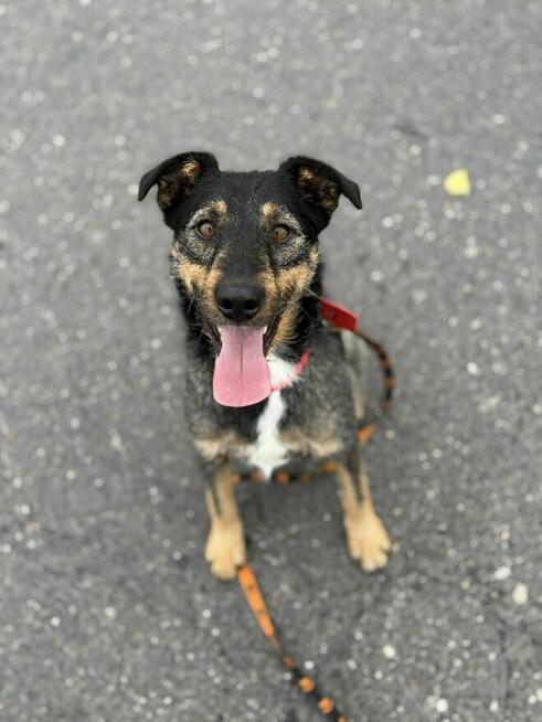 Mądra aktywna suczka Molly