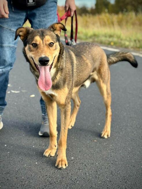 Bruno o miodowym spojrzeniu