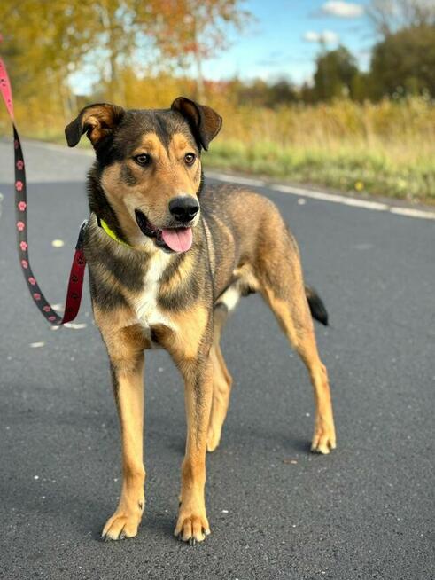 Bruno o miodowym spojrzeniu