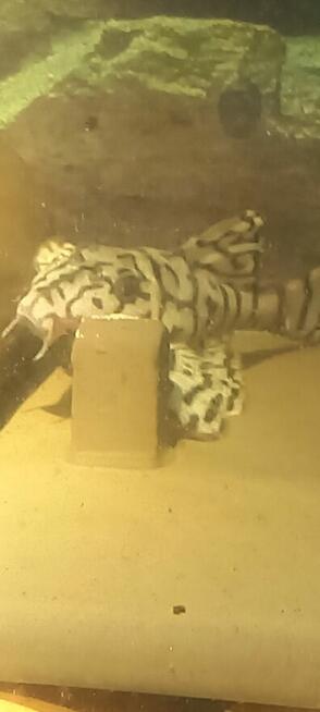 Glonojady L236 super white