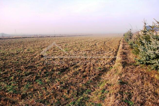 Działka budowlana Dziuchów gm. Niemce, Dziuchów