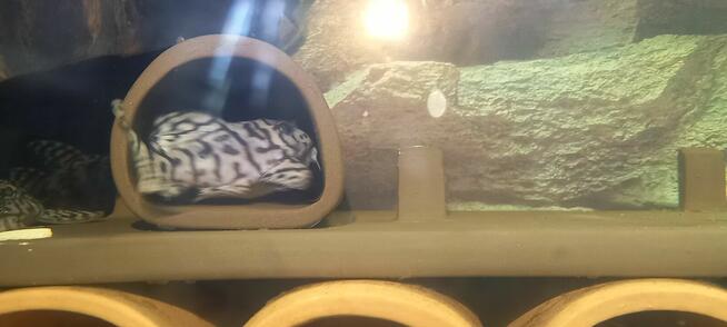 Glonojady L236 super white