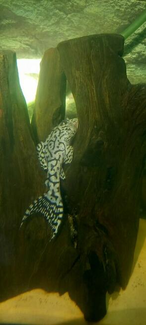 Glonojady L236 super white