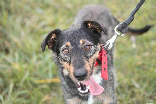 Mądra aktywna suczka Molly