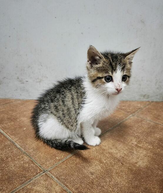 2-miesięczna Summer szuka domu!