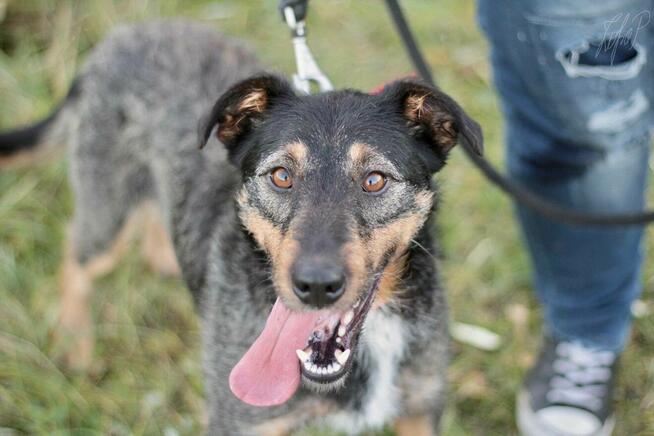 Mądra aktywna suczka Molly