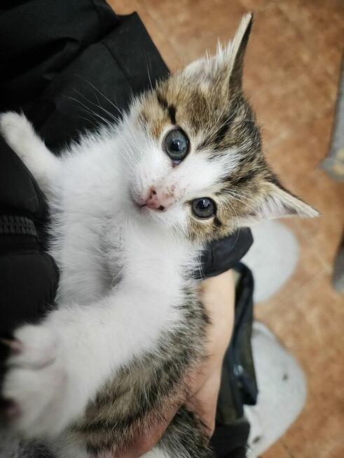 2-miesięczna Summer szuka domu!