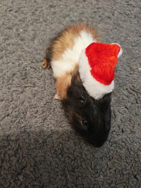 Sprzedam świnki morskie tel 5.0.3 465 4.8.8