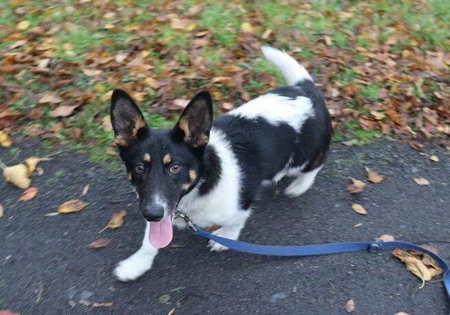 Niskopodwoziowy wielkouszny KODI